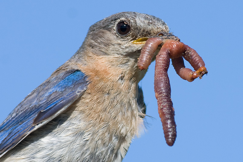bluebird 27