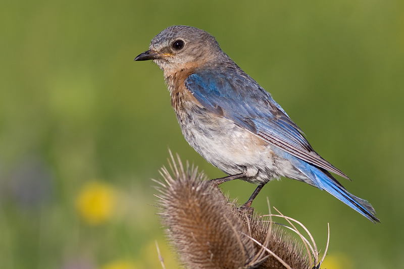 bluebird 46