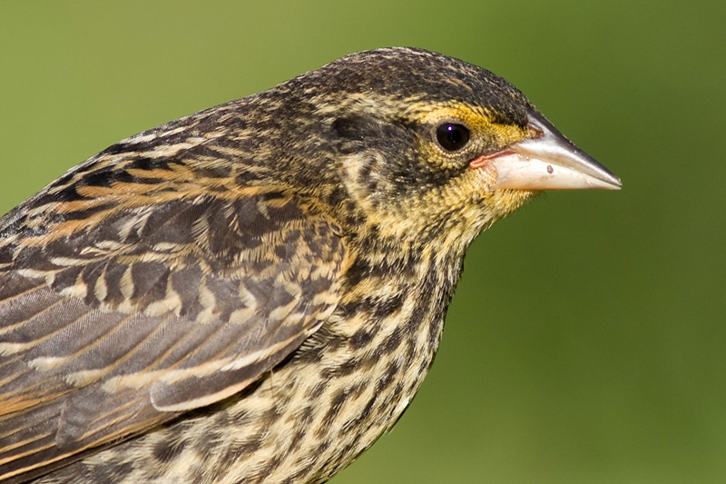 juvenile red winged blackbird 12