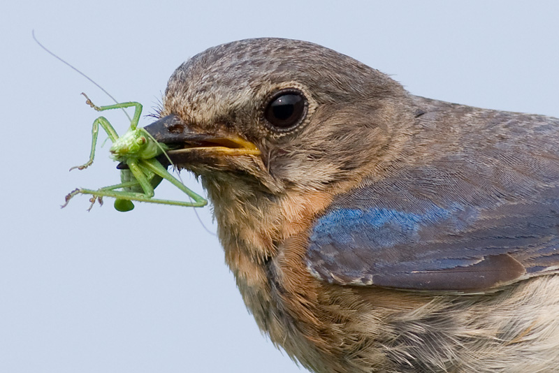 bluebird 55