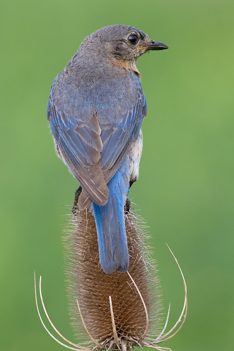 bluebird 56