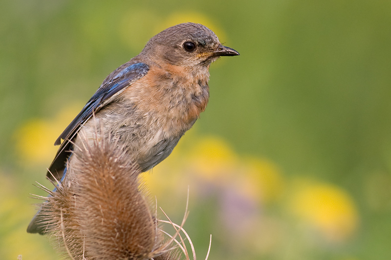 bluebird 58