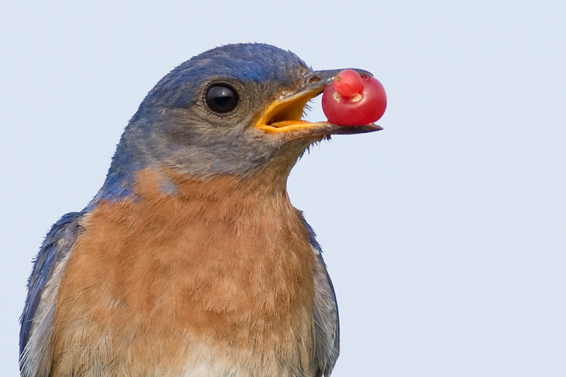bluebird 59