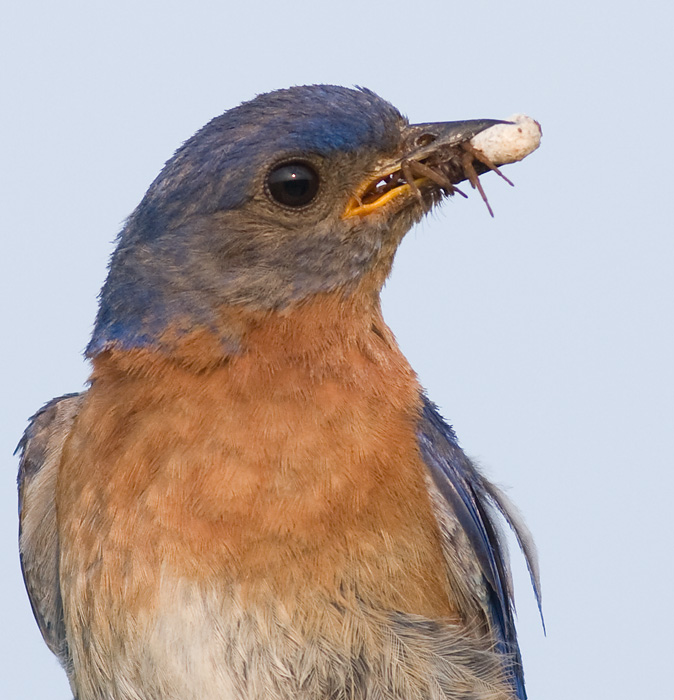 bluebird 61