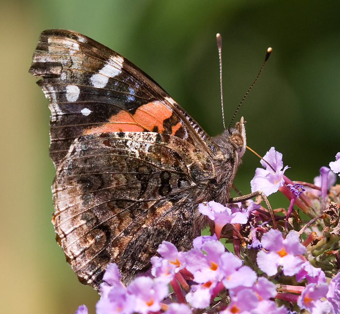 red admiral butterfly 4
