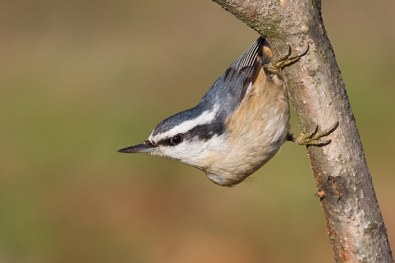 red-breasted nuthatch 59