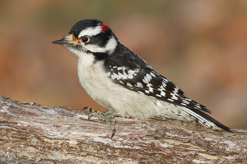 downy woodpecker 343