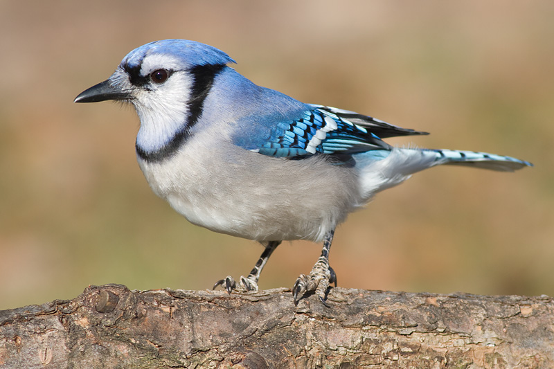 blue jay 195