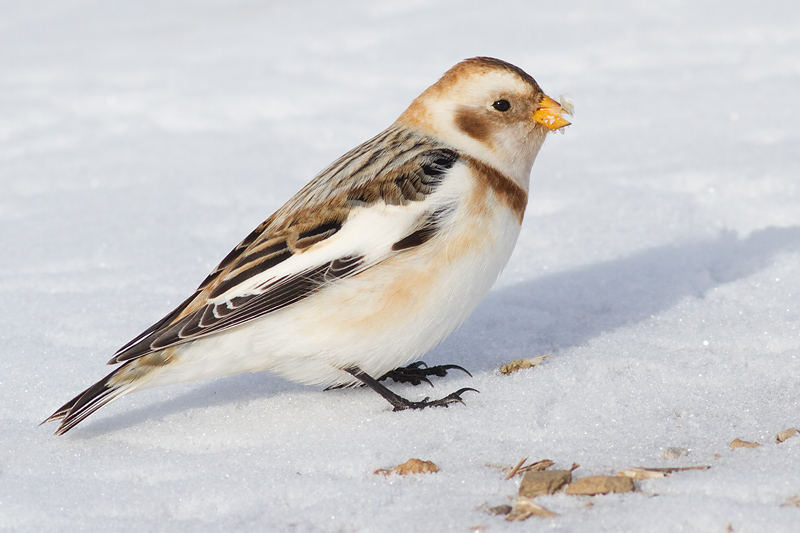 snow bunting 25