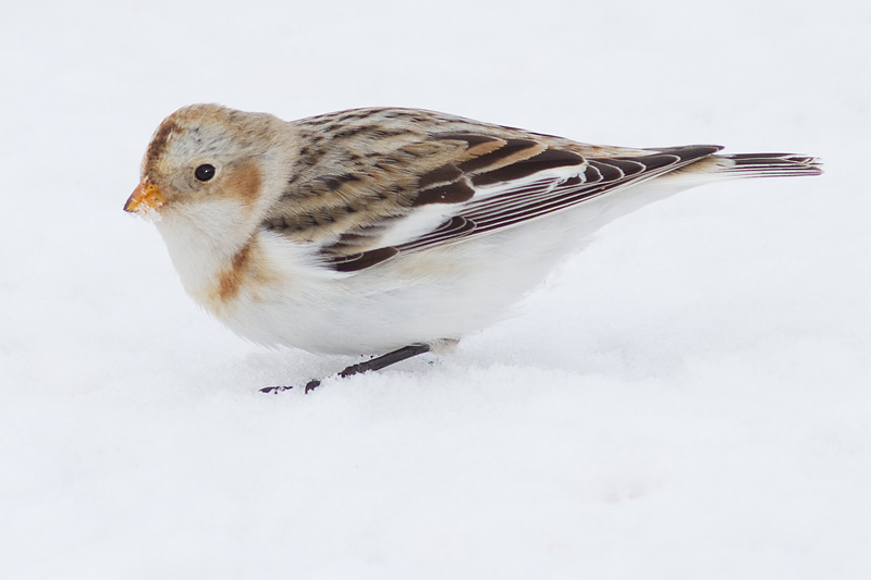snow bunting 27