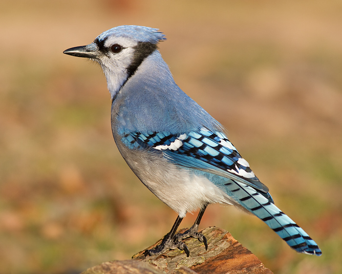 blue jay 196
