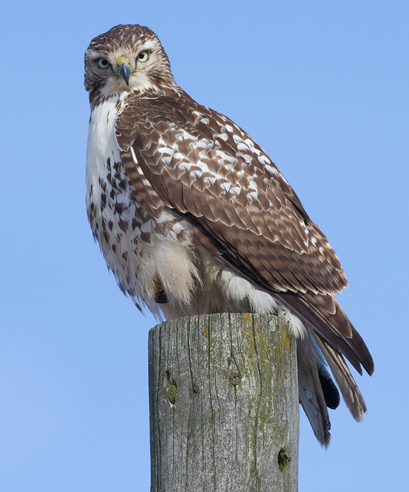 red-tailed hawk 296