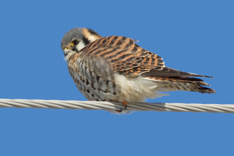 American Kestrel 31