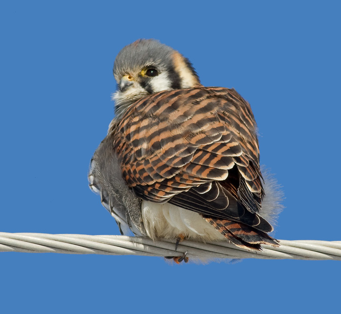 American Kestrel 33