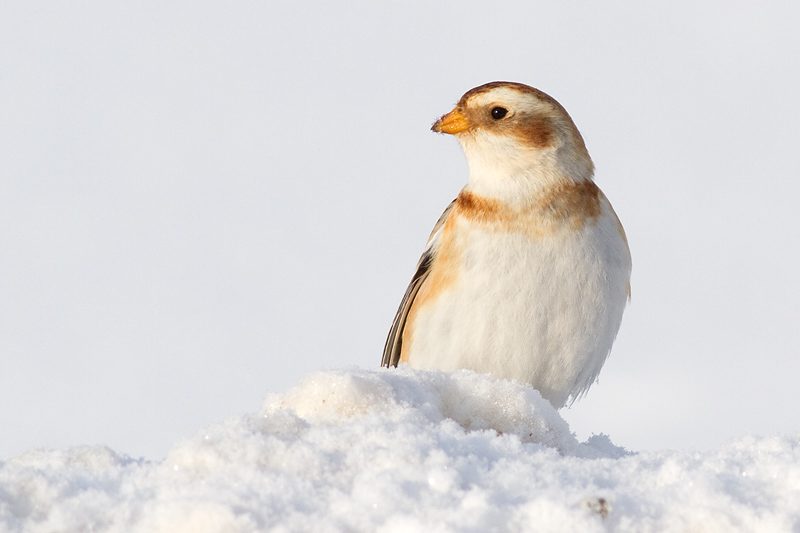 snow bunting 29