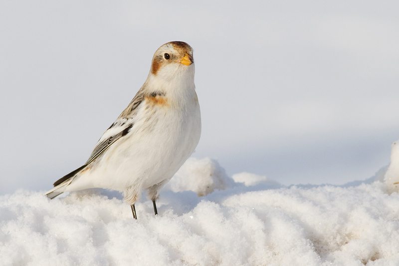snow bunting 30