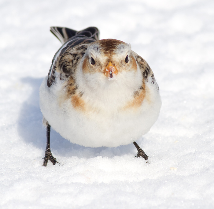 snow bunting 34