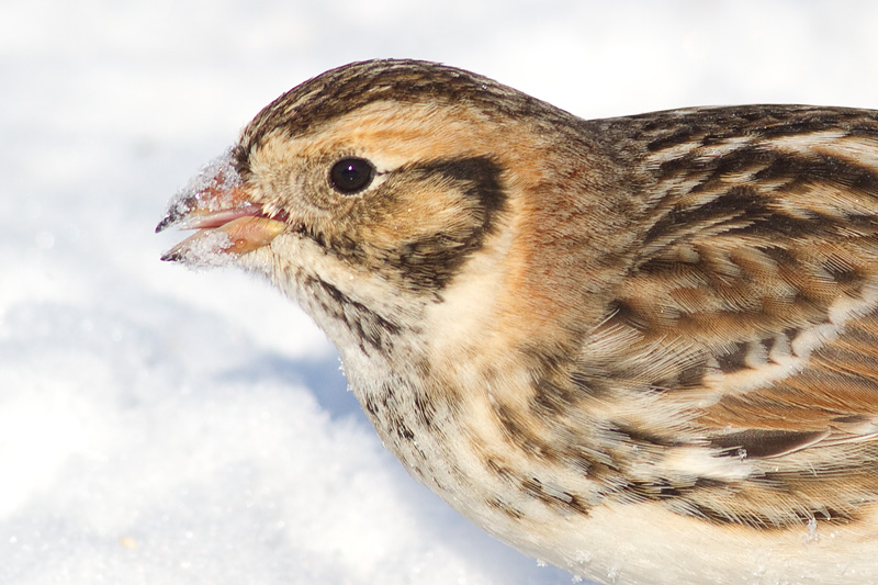 lapland longspur 24