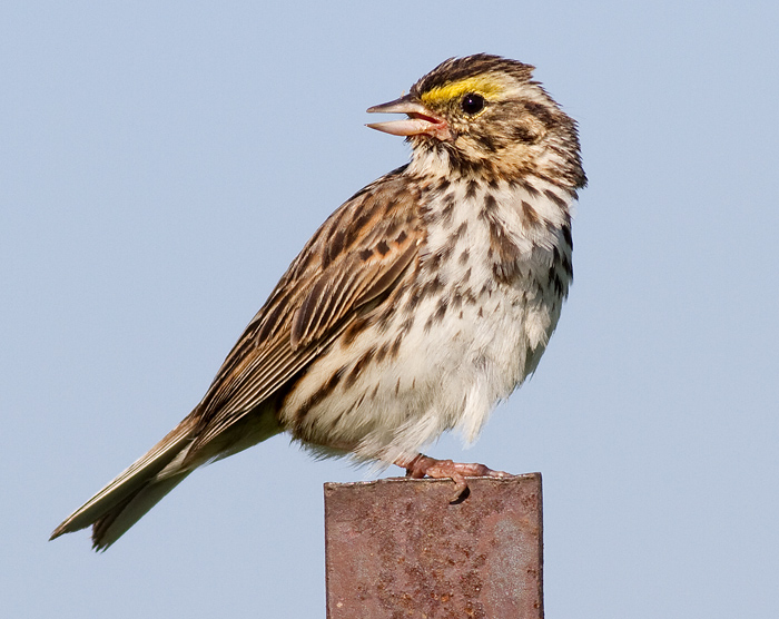 savannah sparrow 29