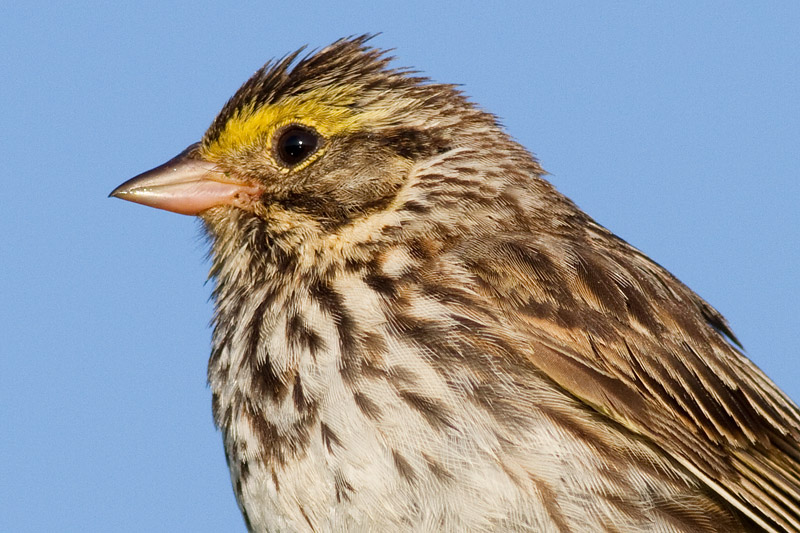 savannah sparrow 31