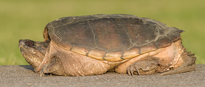snapping turtle 5