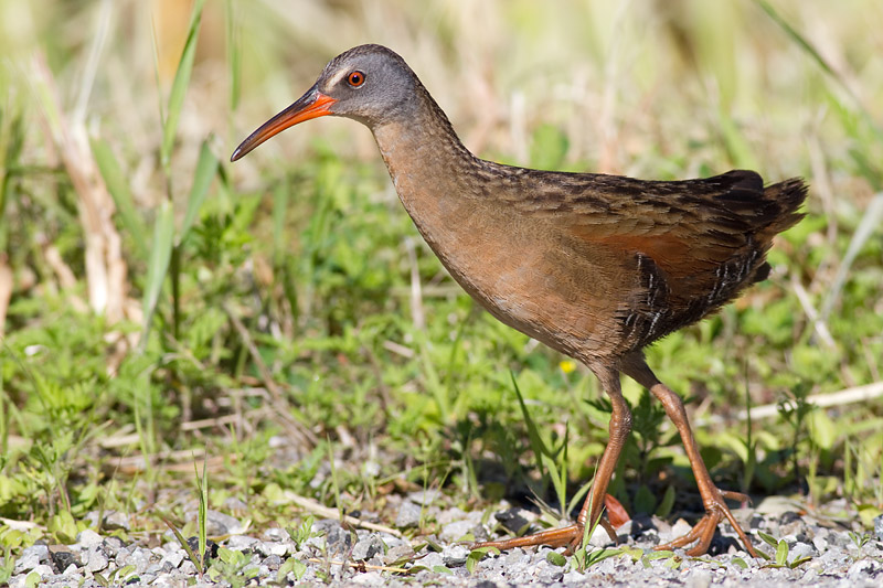 virginia rail 25