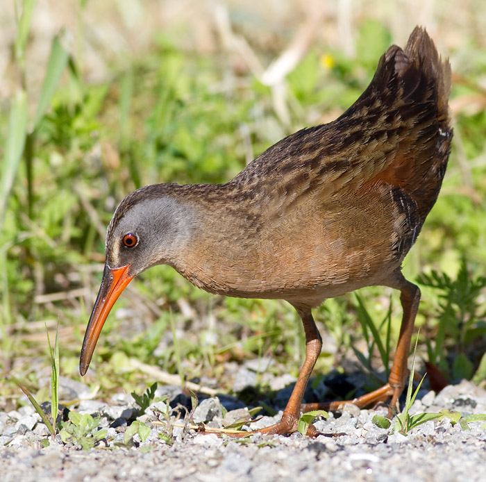 virginia rail 27