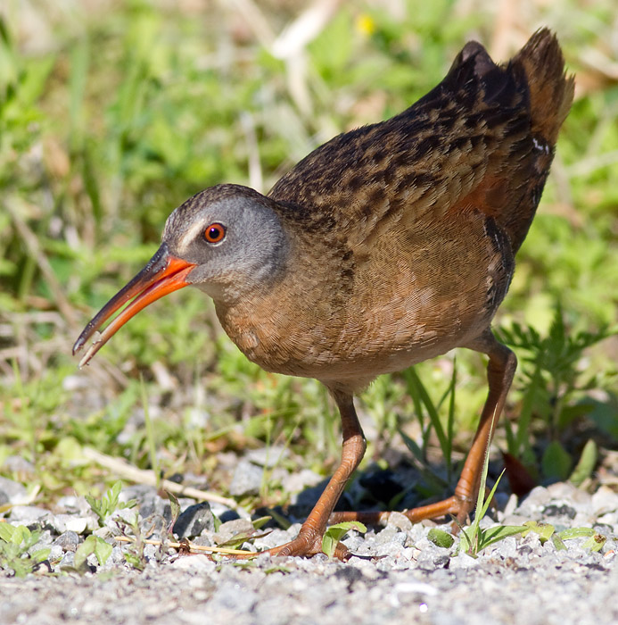 virginia rail 28