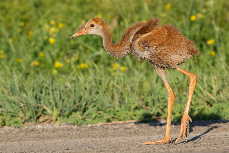 sandhill crane colt (chick) 10