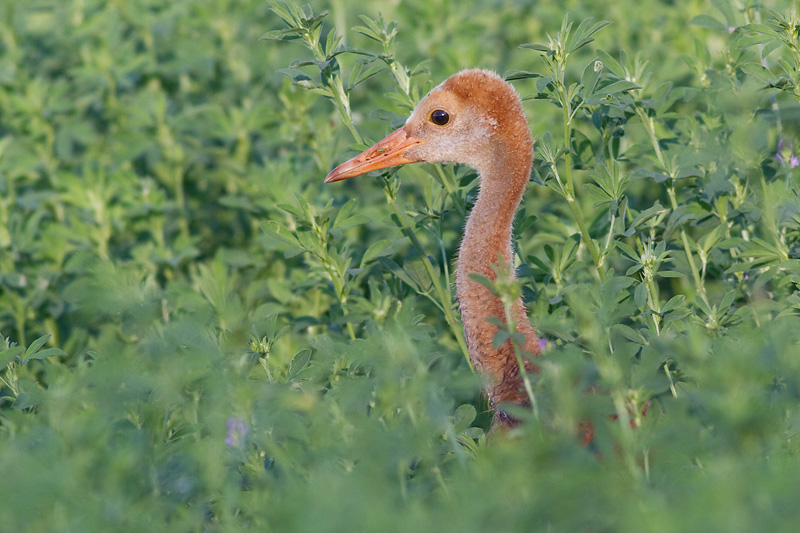 sandhill crane colt (chick) 11