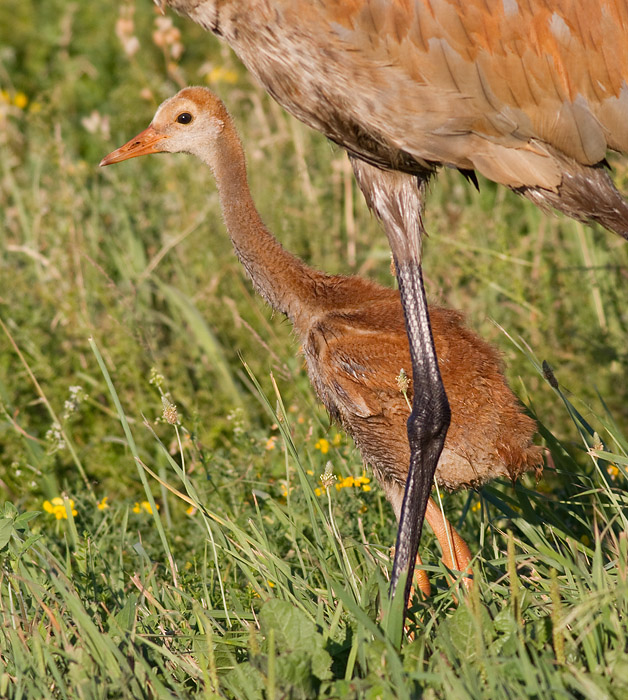 sandhill crane colt (chick) 12