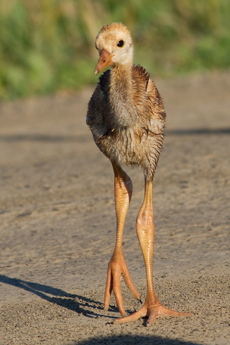 sandhill crane colt (chick) 13