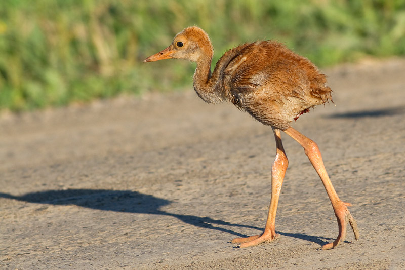 sandhill crane colt (chick) 16