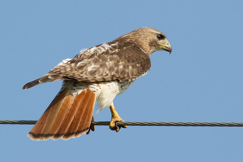 red-tailed hawk 328