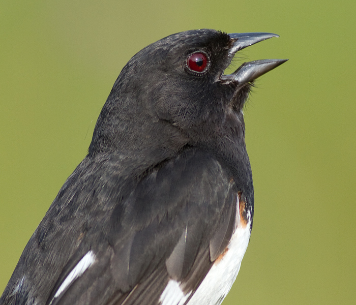 eastern towhee 2