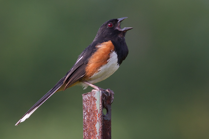 eastern towhee 4