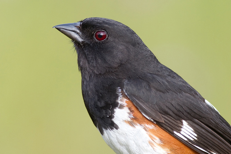 eastern towhee 6