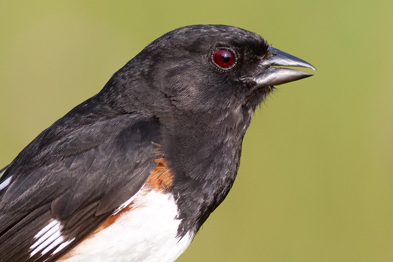 eastern towhee 8