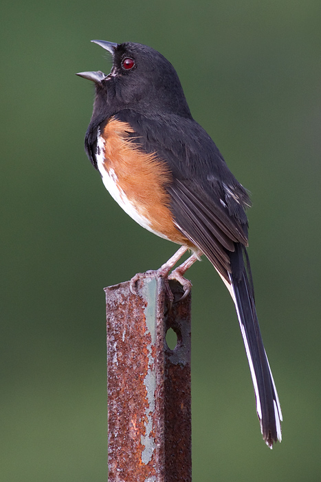 eastern towhee 10