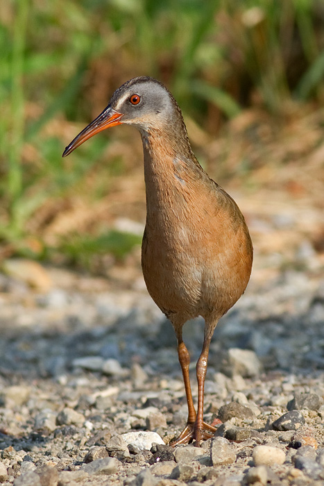 virginia rail 29