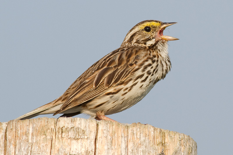 savannah sparrow 42