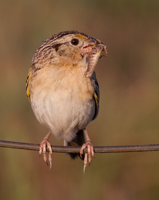 grasshopper sparrow 45