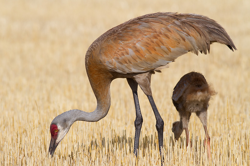 sandhill crane colt (chick) 47