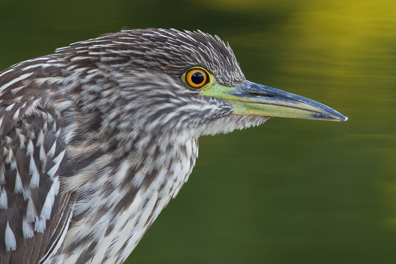 juvenile black-crowned night heron 386