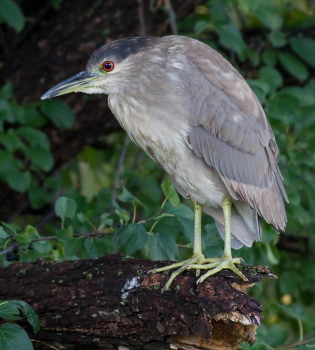 immature black-crowned night heron 386