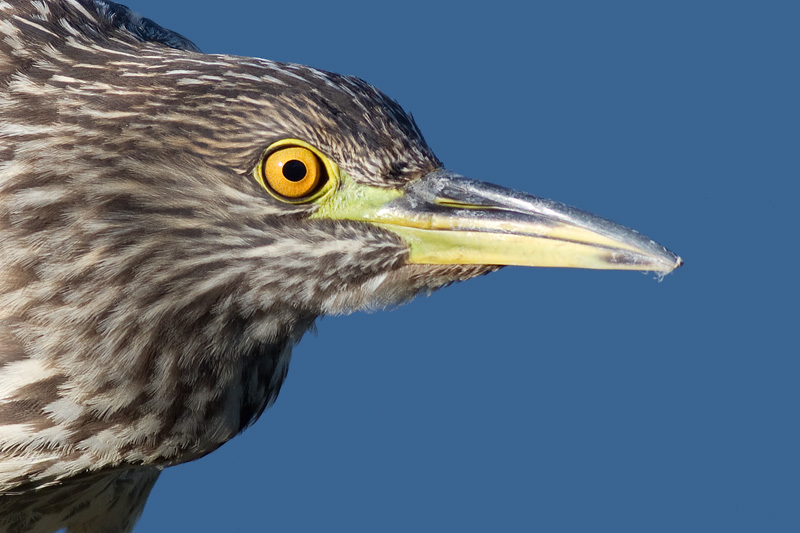 juvenile black-crowned night heron 387