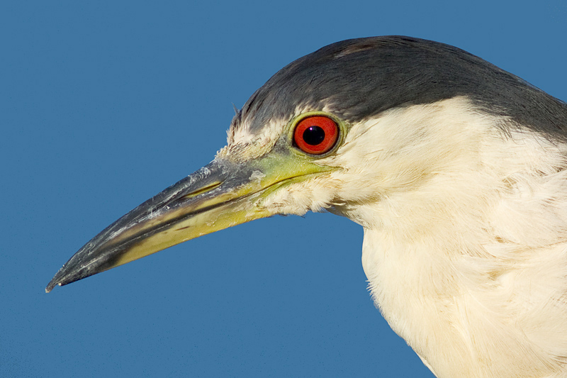 black-crowned night heron 207