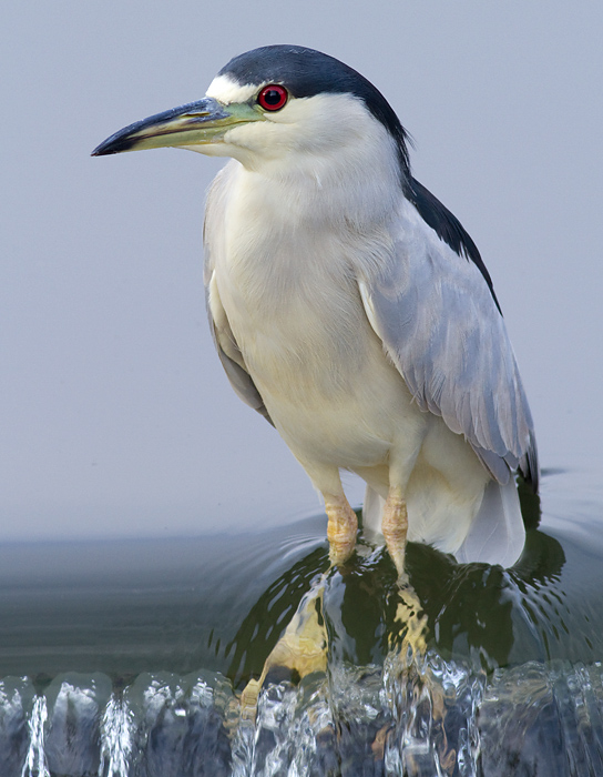 black-crowned night heron 208
