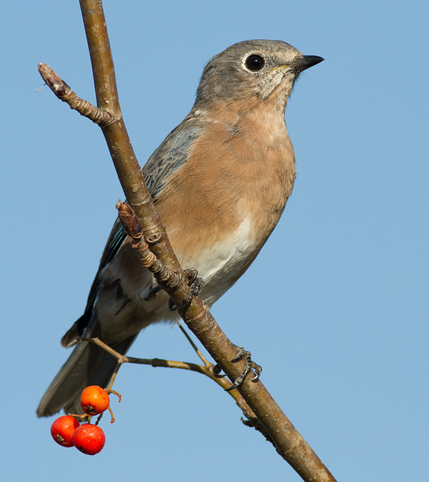bluebird 64