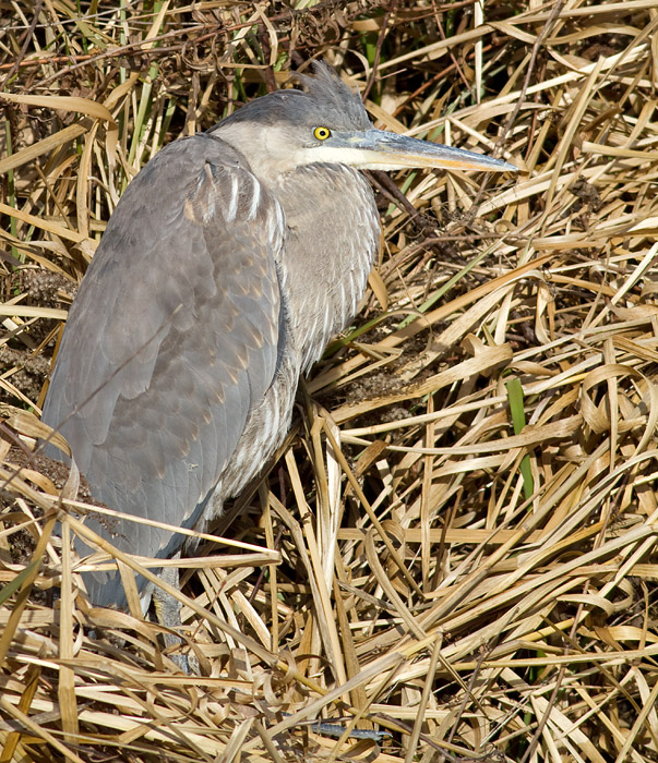 great blue heron 347